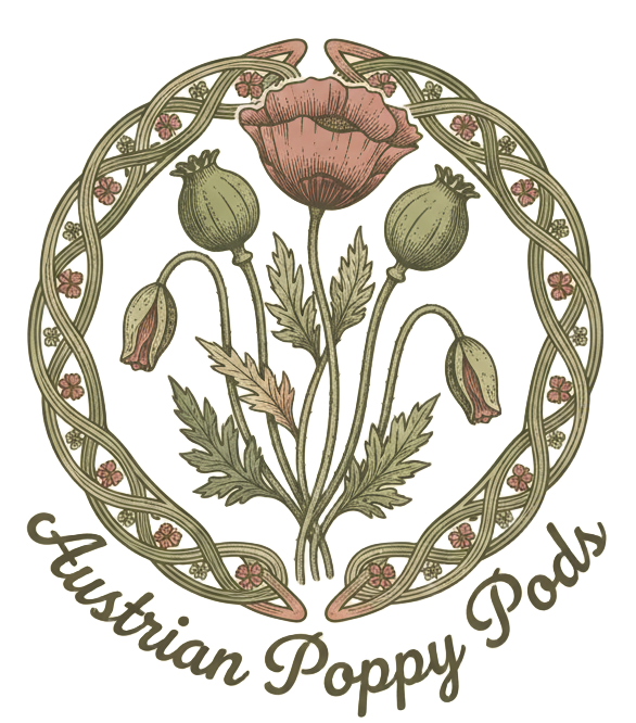 austrian poppy pods