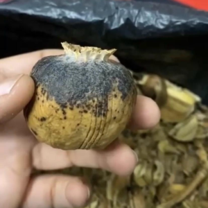 papaver somniferum opium pods