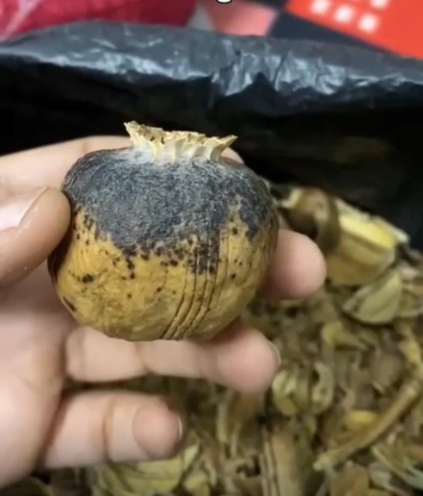 papaver somniferum opium pods