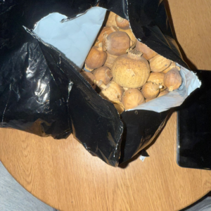 austrian poppy pods black bags