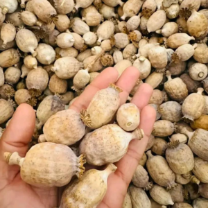 mammoth mix dried poppy pods seeds