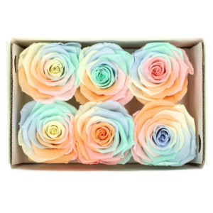 preserved roses mix set of 6