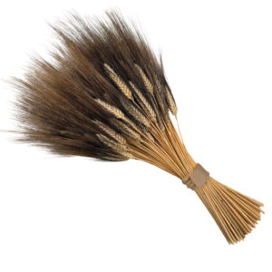 trigo centro black beard wheat