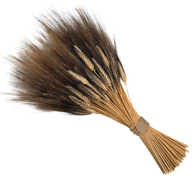 trigo centro black beard wheat trigo centro black beard wheat