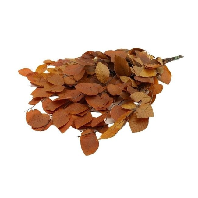 warm orange beech branches warm orange beech branches