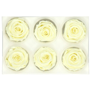 cream coloured preserved roses