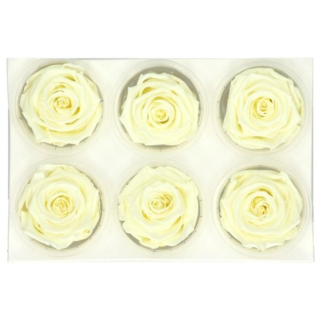 cream coloured preserved roses cream coloured preserved roses