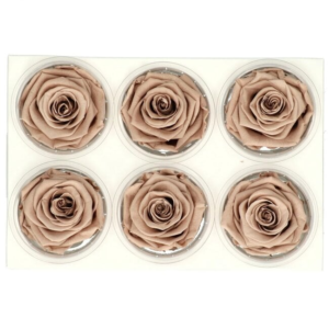 light brown preserved roses