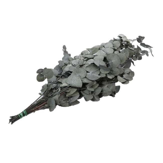 preserved eucalyptus cinerea preserved eucalyptus cinerea