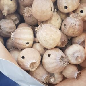 Dried Poppy Pods without Seeds