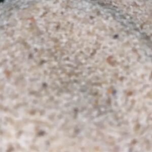 opium poppy seeds for sale