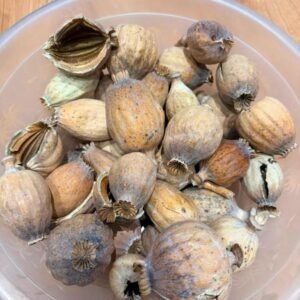 Premium Large Dried Poppy Pods
